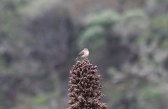 Cistothorus apolinari