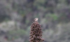 Cistothorus apolinari