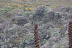 Cistothorus apolinari