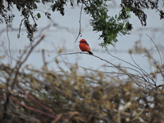 Pyrocephalus rubinus
