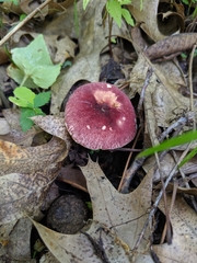 Gyroporus purpurinus