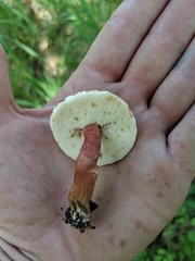 Gyroporus purpurinus