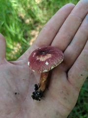 Gyroporus purpurinus