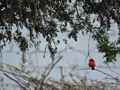 Pyrocephalus rubinus