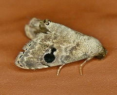 Abablemma duomaculata