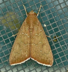 Anomis illita