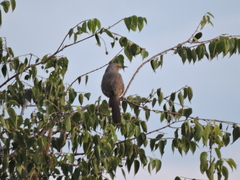 Toxostoma curvirostre