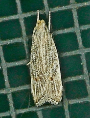 Helcystogramma chambersella