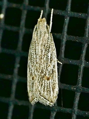 Helcystogramma chambersella