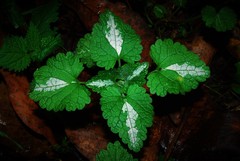 Lamium moschatum