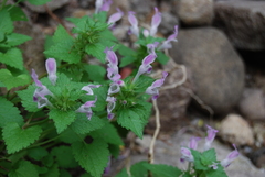 Lamium garganicum striatum