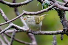 Phylloscopus reguloides