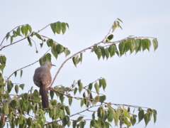 Toxostoma curvirostre