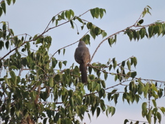Toxostoma curvirostre