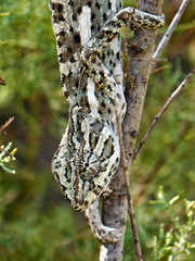Chamaeleo chamaeleon