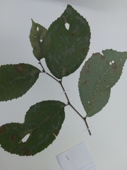 Ulmus americana