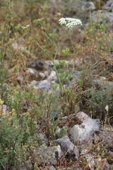 Bunium bulbocastanum, photograph (c) Olivier Argagnon, some rights reserved (CC BY)