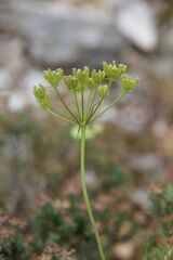 Bunium bulbocastanum, photograph (c) Olivier Argagnon, some rights reserved (CC BY)