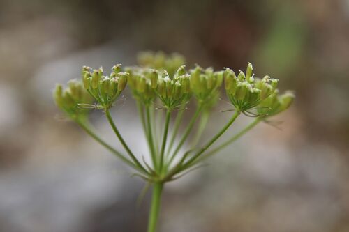 Bunium bulbocastanum, photograph 4