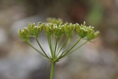 Bunium bulbocastanum, photograph (c) Olivier Argagnon, some rights reserved (CC BY)