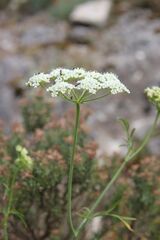 Bunium bulbocastanum, photograph (c) Olivier Argagnon, some rights reserved (CC BY)