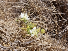 Lupinus formosus formosus