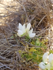 Lupinus formosus formosus