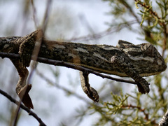 Chamaeleo chamaeleon