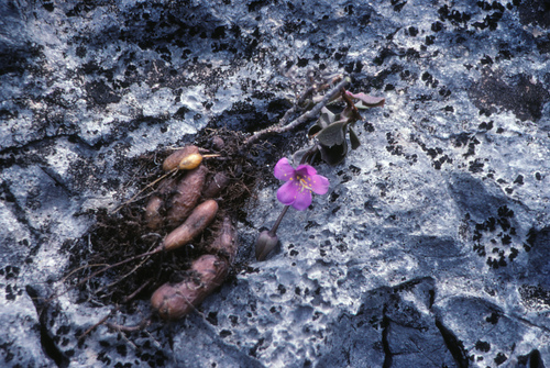 Grahamia coahuilensis (S.Watson) G.D.Rowley 4