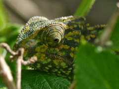 Chamaeleo chamaeleon