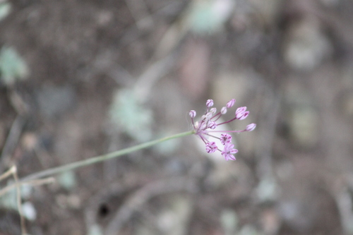 Allium delicatulum, photograph 5