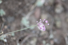 Allium delicatulum, photograph (c) Maxim Shashkov, some rights reserved (CC BY)