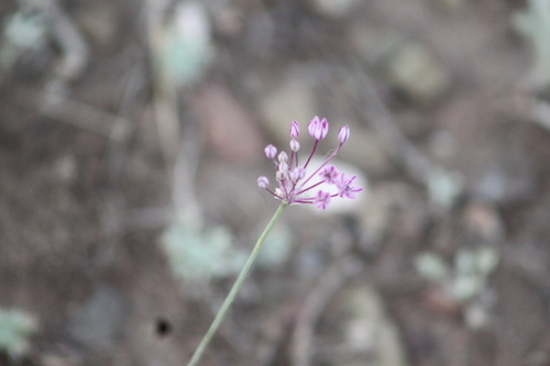 Allium delicatulum, photograph 6