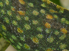 Chamaeleo chamaeleon