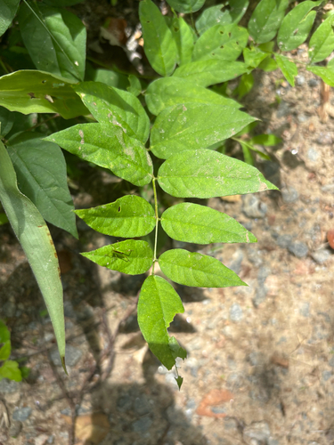 Wisteria frutescens