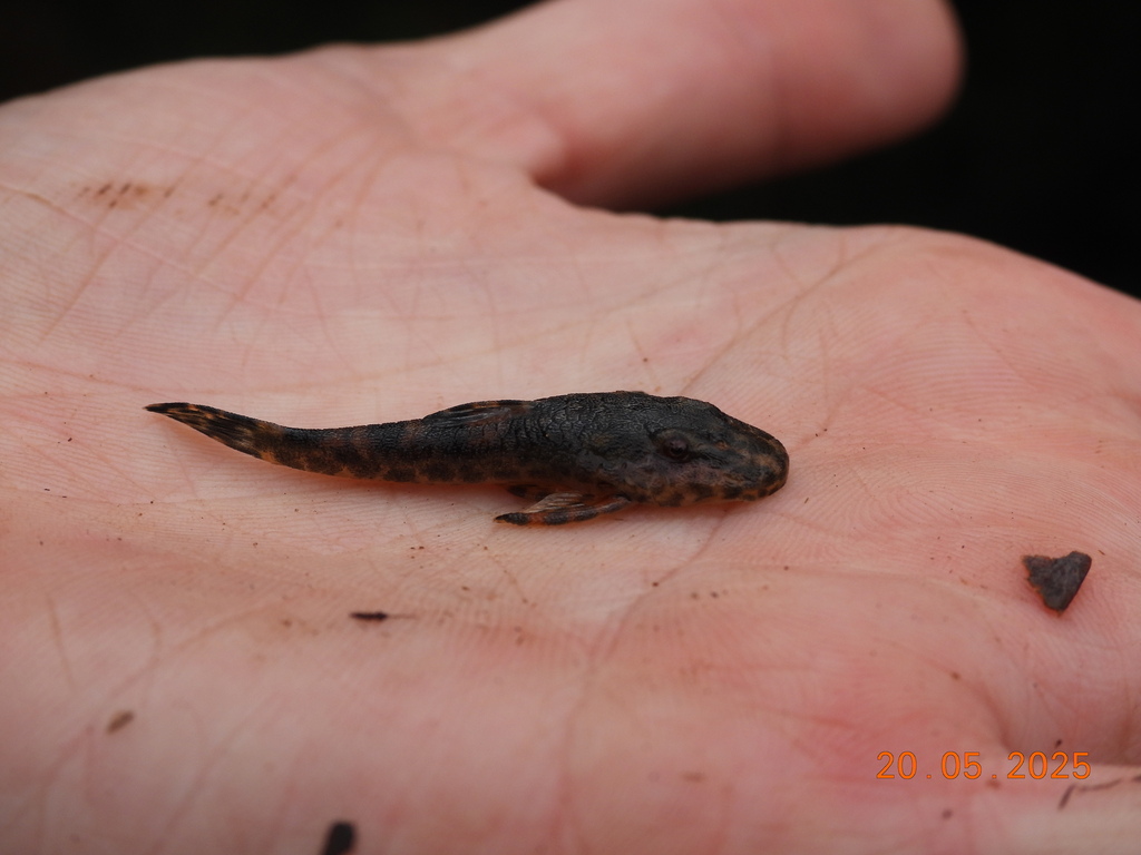 Eurycheilichthys luisae