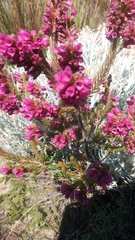 Erica abietina constantiana