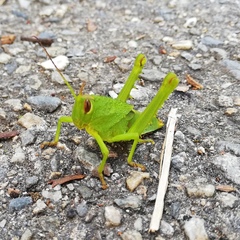 Agriacris jucunda