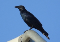 Corvus sinaloae