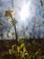Forsythia × intermedia