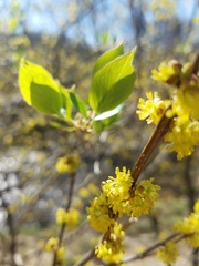 Forsythia × intermedia
