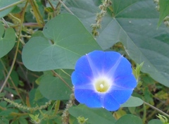 Ipomoea meyeri