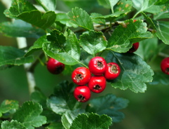 Crataegus