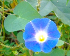 Ipomoea meyeri