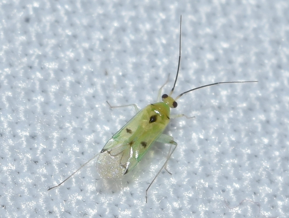 Paraproba crotonica