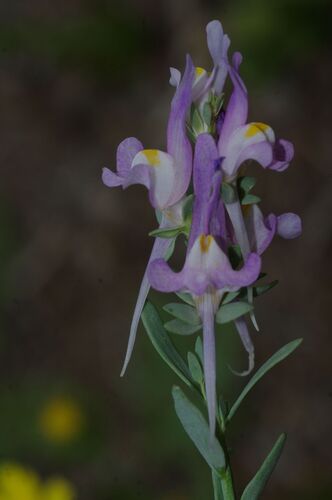 Linaria fallax