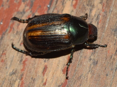 Paranomala cincta