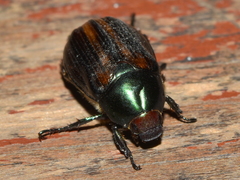 Paranomala cincta