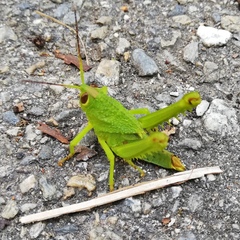 Agriacris jucunda