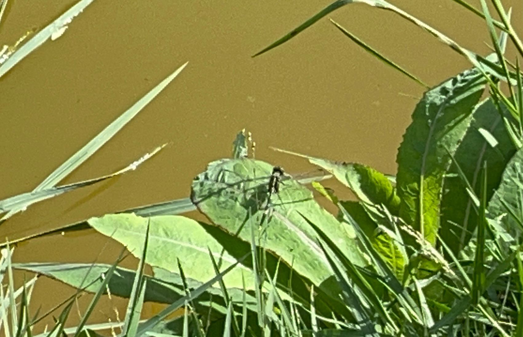 Slender Skimmer